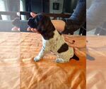 Small #18 Wirehaired Pointing Griffon