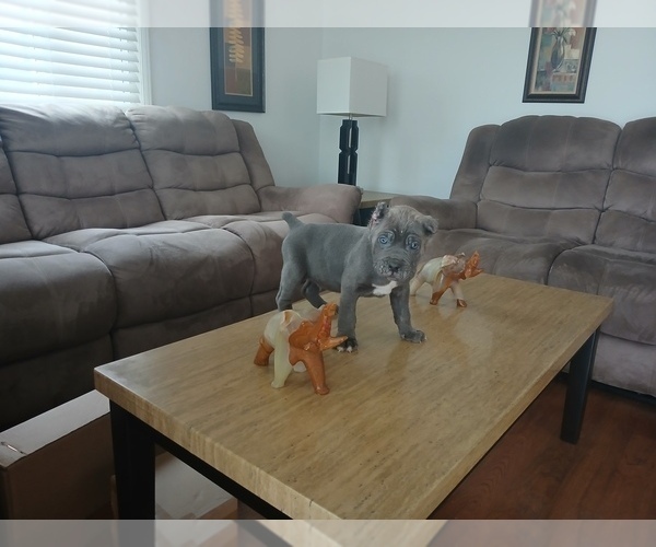 Medium Photo #4 Cane Corso Puppy For Sale in DETROIT, MI, USA