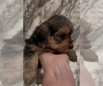 Small #5 Yorkshire Terrier