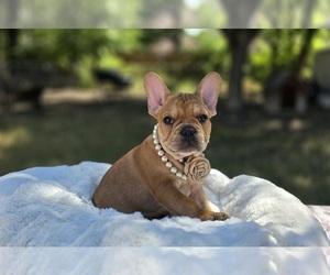Medium French Bulldog