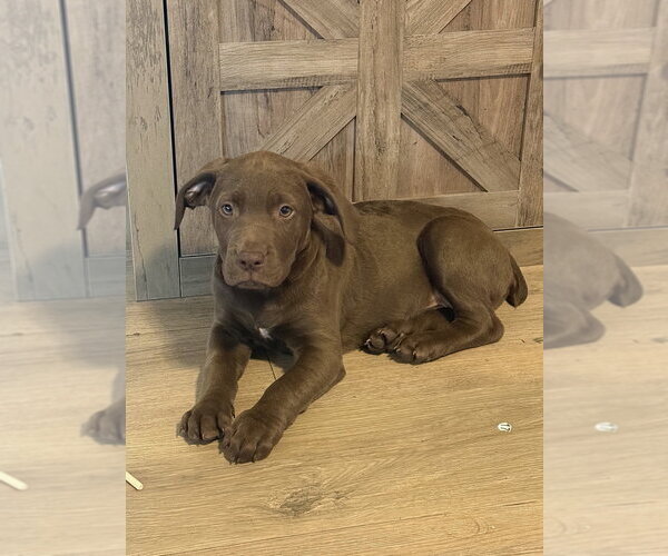 Medium Photo #1 Labrador Retriever-Unknown Mix Puppy For Sale in Oakland Park , FL, USA