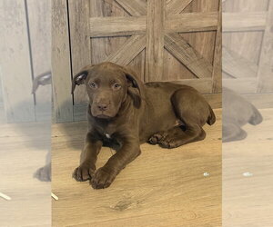 Labrador Retriever-Unknown Mix Dogs for adoption in Oakland Park , FL, USA