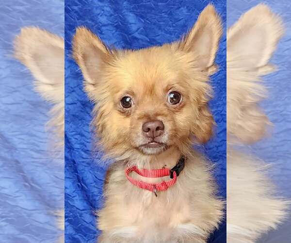 Medium Photo #1 Chiranian Puppy For Sale in Cuba, NY, USA
