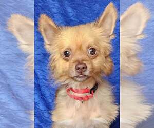 Chiranian Dogs for adoption in Cuba, NY, USA