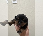 Small #7 Rottweiler