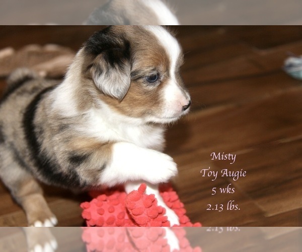 Medium Photo #11 Aussie-Corgi Puppy For Sale in LIND, WA, USA