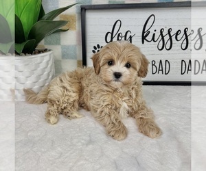 Cavapoo (Miniature) Puppy for sale in FRANKLIN, IN, USA