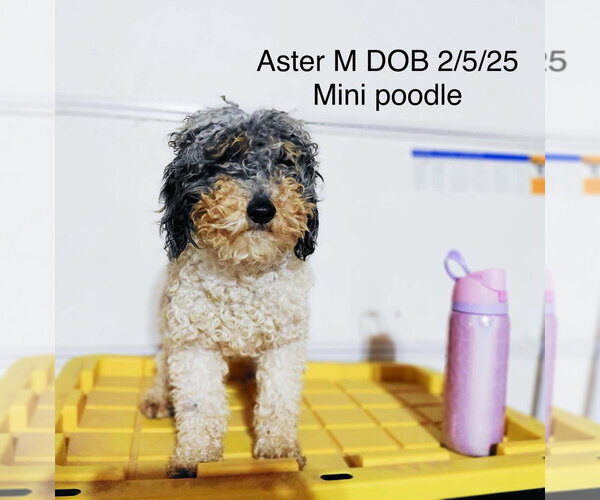 Medium Photo #1 Poodle (Miniature) Puppy For Sale in Studio City, CA, USA