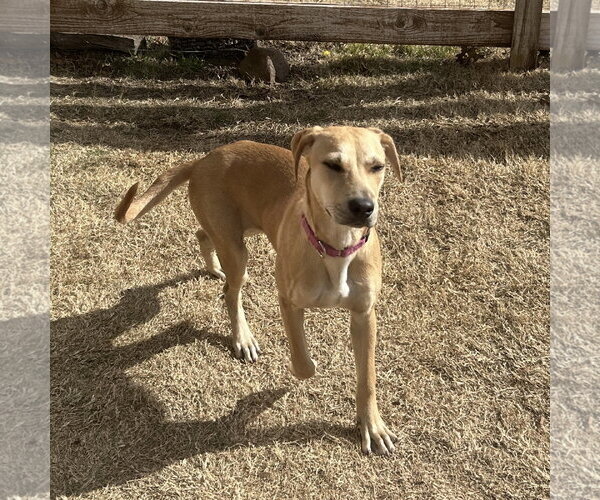 Medium Photo #13 Labrador Retriever-Unknown Mix Puppy For Sale in Fort Worth, TX, USA