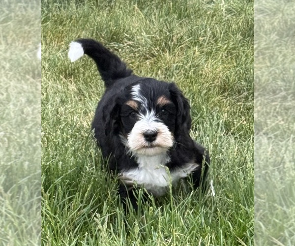 Medium Photo #7 Bernedoodle Puppy For Sale in LONGMONT, CO, USA