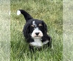 Small #6 Bernedoodle