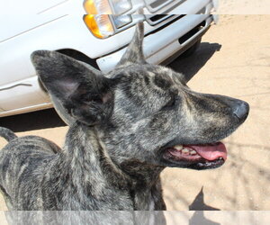 Cleo-Patra-got long term Foster! - Female Holland Shepherd Dog for Adoption - Photo #8