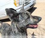 Small Photo #8 Holland Shepherd Puppy For Sale in Apple Valley, CA, USA