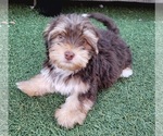 Small #2 Shorkie Tzu