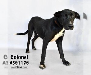 Borador Dogs for adoption in Conroe, TX, USA