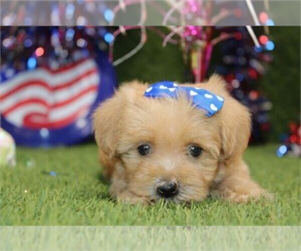Medium Photo #2 Maltipoo Puppy For Sale in PEMBROKE PINES, FL, USA