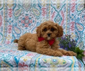 Cavapoo Puppy for sale in LANCASTER, PA, USA