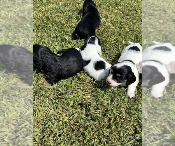 Medium Photo #4 Dachshund Puppy For Sale in ASHLAND, NE, USA