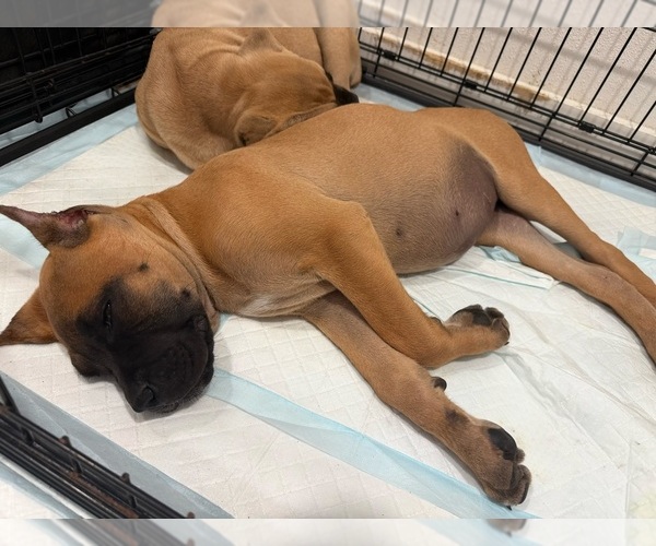 Medium Photo #2 Cane Corso Puppy For Sale in PORTLAND, OR, USA