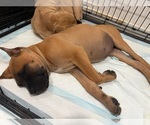 Small #1 Cane Corso