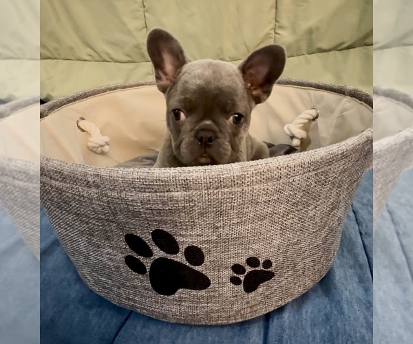 Medium Photo #2 French Bulldog Puppy For Sale in ORANGE, TX, USA