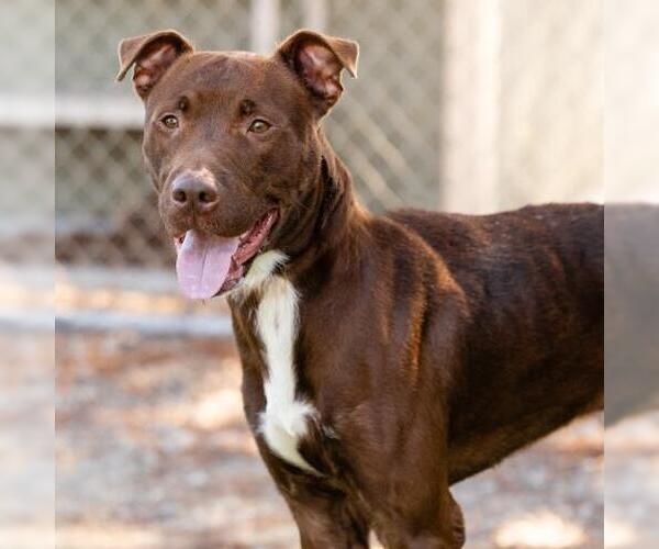 Medium Photo #2 American Pit Bull Terrier Puppy For Sale in Camarillo, CA, USA