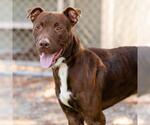 Small #1 American Pit Bull Terrier