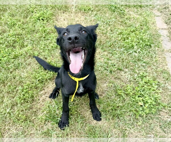 Medium Photo #1 Mutt Puppy For Sale in Houston, TX, USA