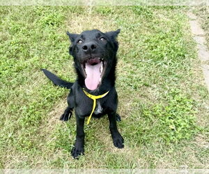 Mutt Dogs for adoption in Houston, TX, USA