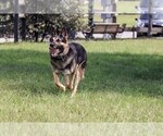 Small Photo #10 German Shepherd Dog Puppy For Sale in JERSEY CITY, NJ, USA