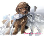 Small Photo #21 Goldendoodle Puppy For Sale in DEMOPOLIS, AL, USA
