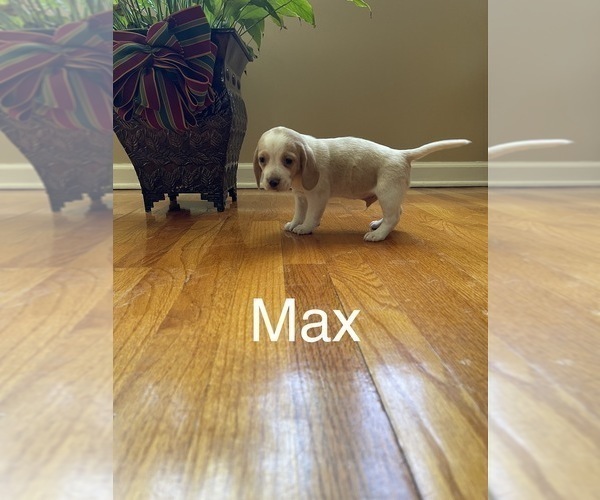 Medium Photo #1 Beagle Puppy For Sale in NATHALIE, VA, USA