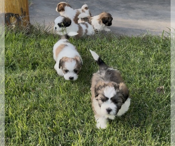 Medium Photo #1 Shih Tzu Puppy For Sale in ALBUQUERQUE, NM, USA