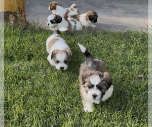Shih Tzu Puppy for sale in ALBUQUERQUE, NM, USA