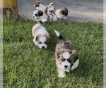 Small Shih Tzu