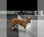 Small #5 Basset Hound Mix