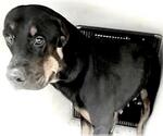 Small #1 Rottweiler
