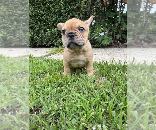 Medium Photo #3 French Bulldog Puppy For Sale in SAYREVILLE, NJ, USA