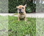 Small Photo #3 French Bulldog Puppy For Sale in SAYREVILLE, NJ, USA