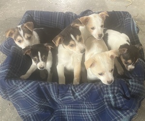 Mutt Litter for sale in KALONA, IA, USA