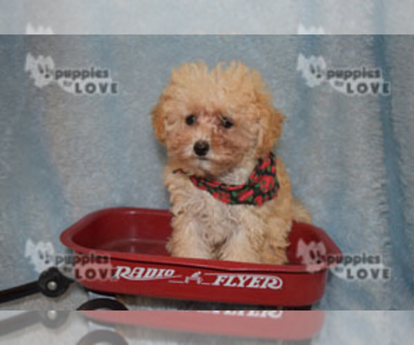 Medium Photo #14 Poodle (Toy) Puppy For Sale in SANGER, TX, USA
