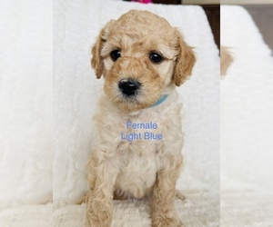 Goldendoodle (Miniature) Puppy for Sale in HELPER, Utah USA