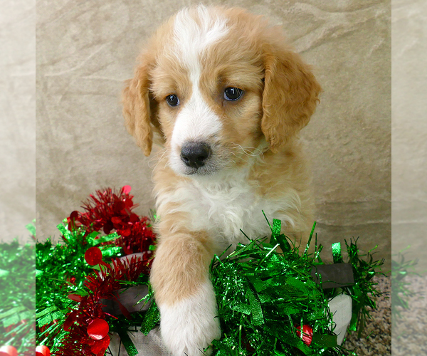 Full screen Photo #7 Bernedoodle (Miniature) Puppy For Sale in ROY, UT, USA