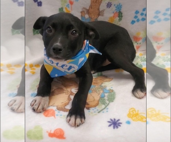 Medium Photo #5 Boxer-Collie Mix Puppy For Sale in Tampa, FL, USA