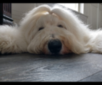 Small Photo #66 Old English Sheepdog Puppy For Sale in WILMINGTON, OH, USA