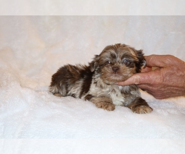 Medium Photo #5 Shih Tzu Puppy For Sale in DYERSBURG, TN, USA