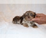 Small #4 Shih Tzu