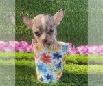 Small #25 Chihuahua