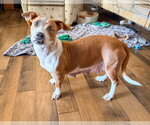 Small #2 Mutt