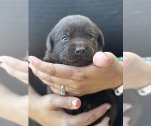 Labrador Retriever Puppy for sale in GERBER, CA, USA